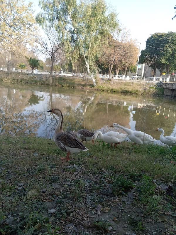 Jinnah Park ARF - Image 1
