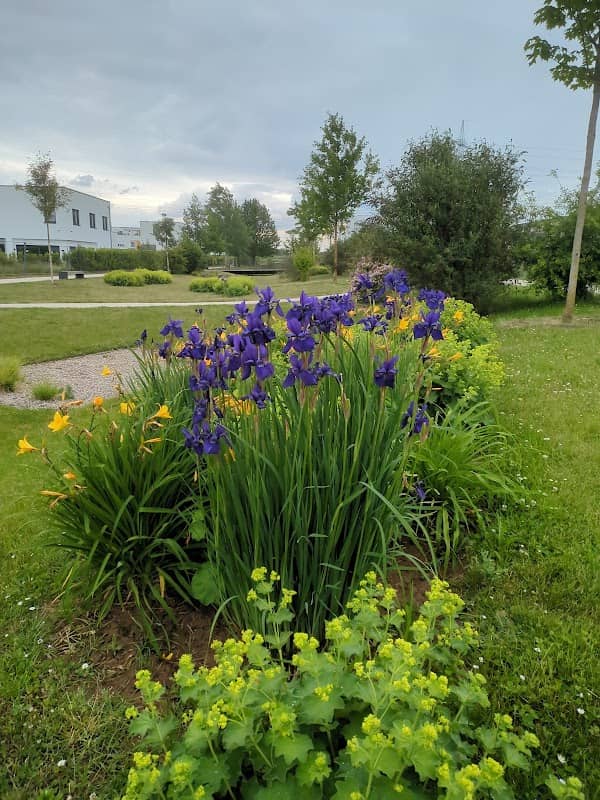 Park im Neubaugebiet Ober-Erlenbach - Image 1