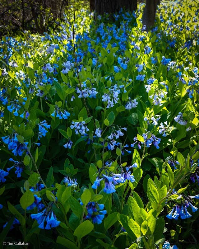 LBOLA's Skokie River Prairie Land and Water Reserve - Image 3