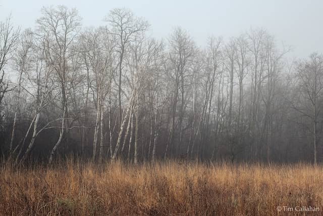 LBOLA's Skokie River Prairie Land and Water Reserve - Image 1