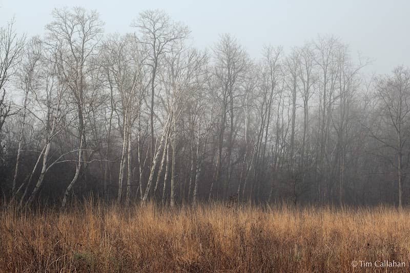 LBOLA's Skokie River Prairie Land and Water Reserve - Image 1