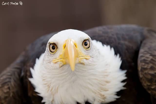 Michigan Avian Experience - Image 1
