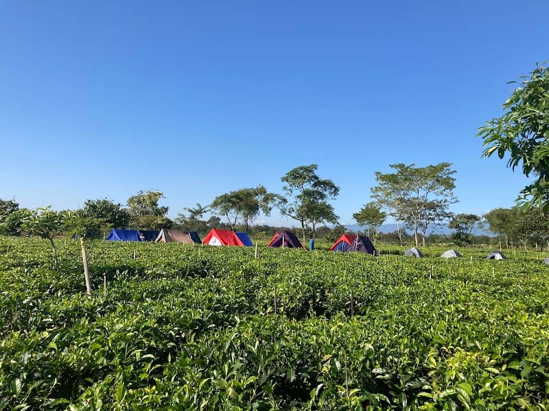 Folk Tea - Image 1