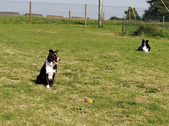 Run Free Dog Fields - Inverkip - Image 1