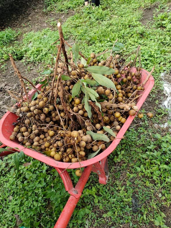 Purwo farm - Image 1