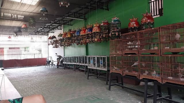 MTG Indonesia Bird Farm - Image 1