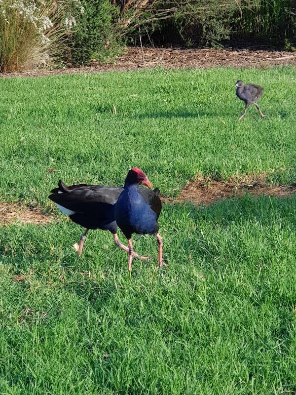 Callaghan Avenue Reserve - Image 2