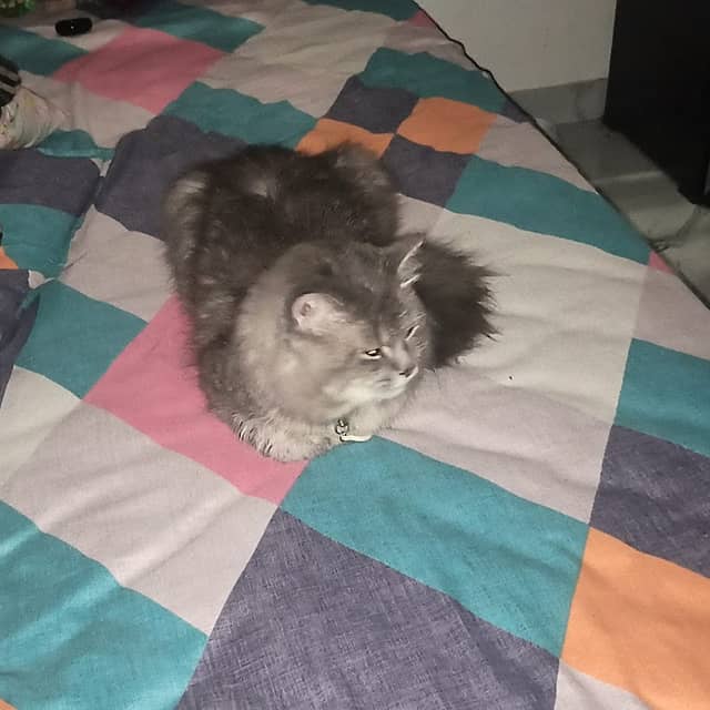 Luna the caaaat - Image 1