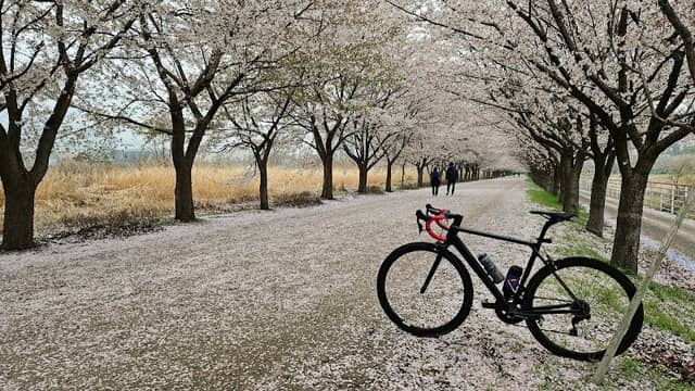 Han river cherry blossoms - Image 1