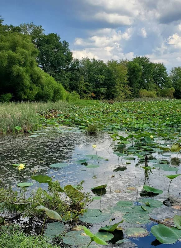 “Water Lilies Viewing Area” - Image 1