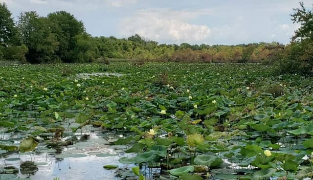 “Water Lilies Viewing Area” - Image 2