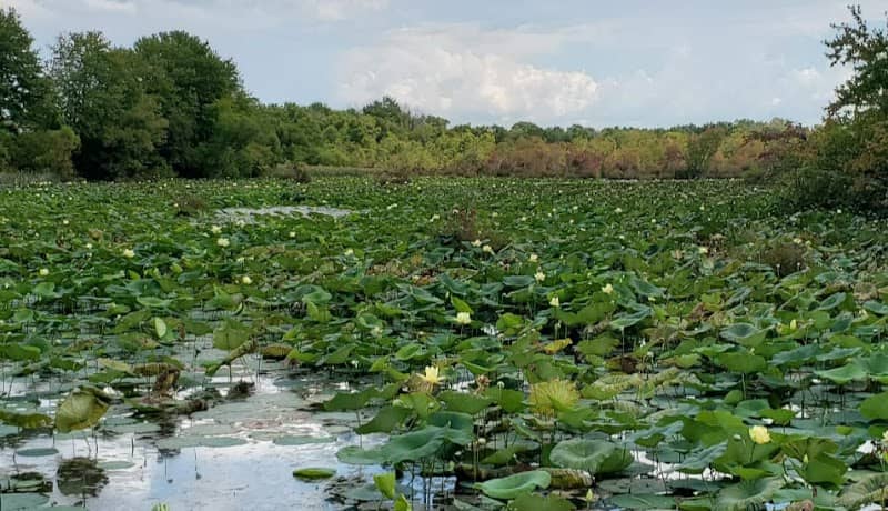 “Water Lilies Viewing Area” - Image 2