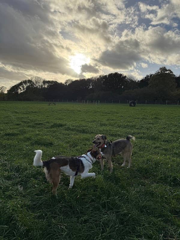 The Dog Walking Field - Ratby/Leicester - Image 1