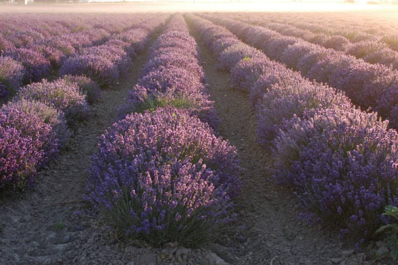 Young Living Lavender Farm - Image 1