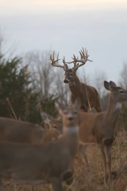 Alabama Whitetail Trophies - Image 1