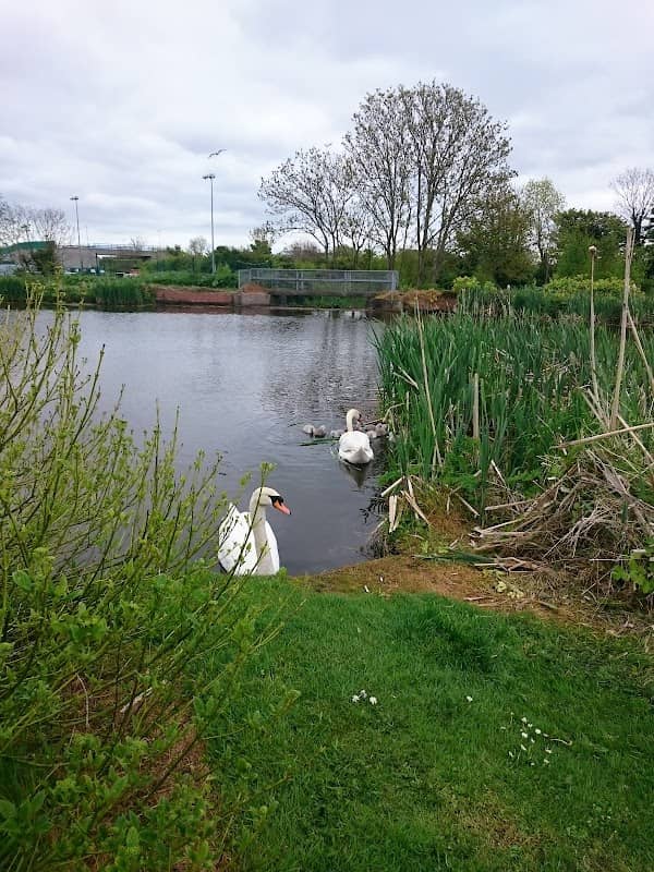 Carrickfergus Mill Ponds - Image 1