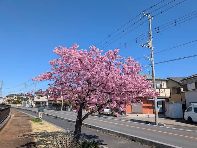 伝右川沿いの桜 - Image 1