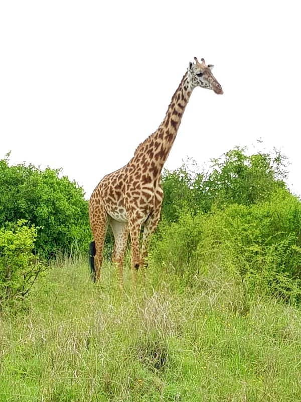 Nairobi Animal Orphanage - Image 3