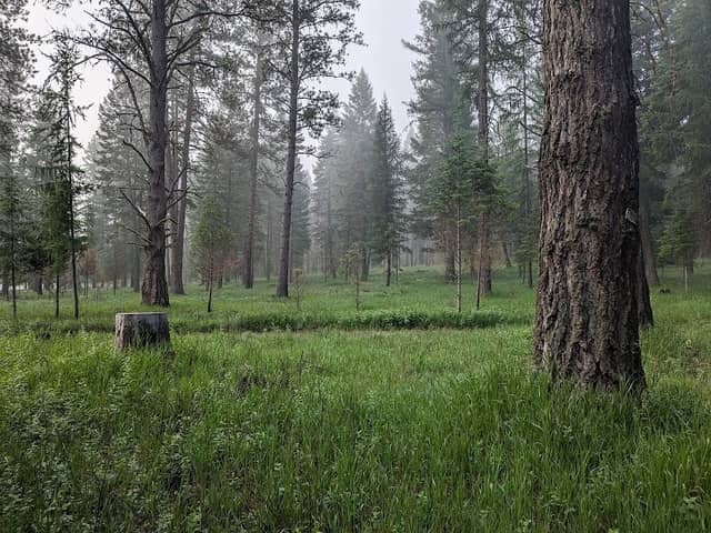 Bird Track Springs Camp Ground - Image 2