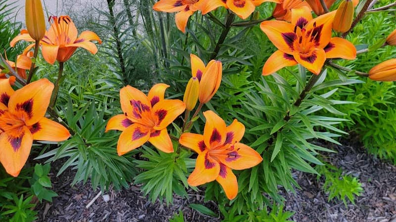Parsons Arboretum - Image 2