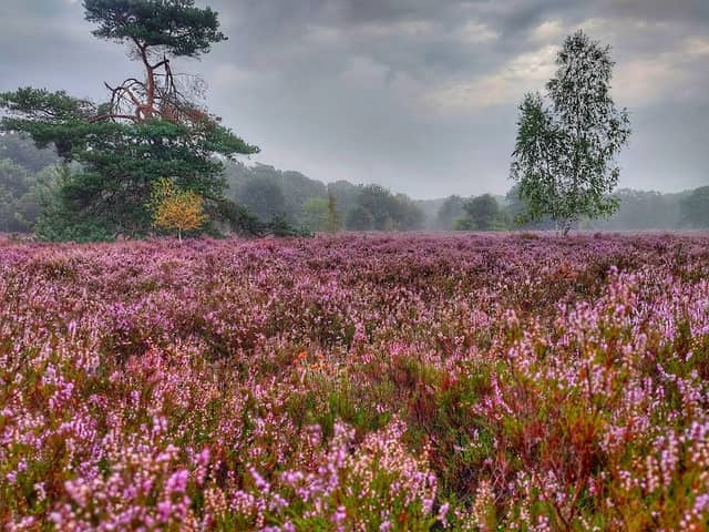 Jonkers Heide - Image 1