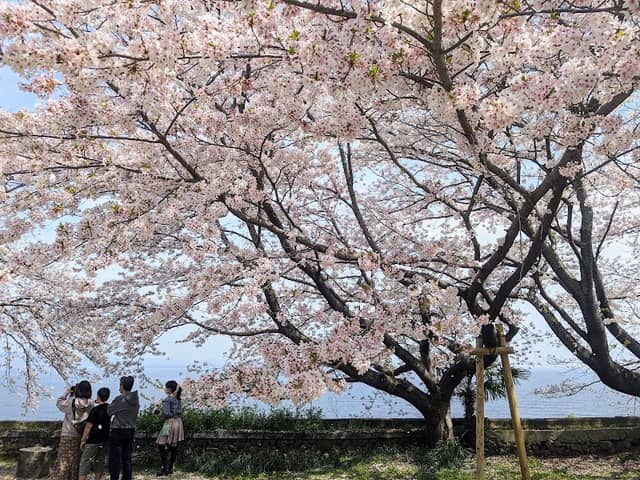 両郡橋(桜)地域広場 - Image 1