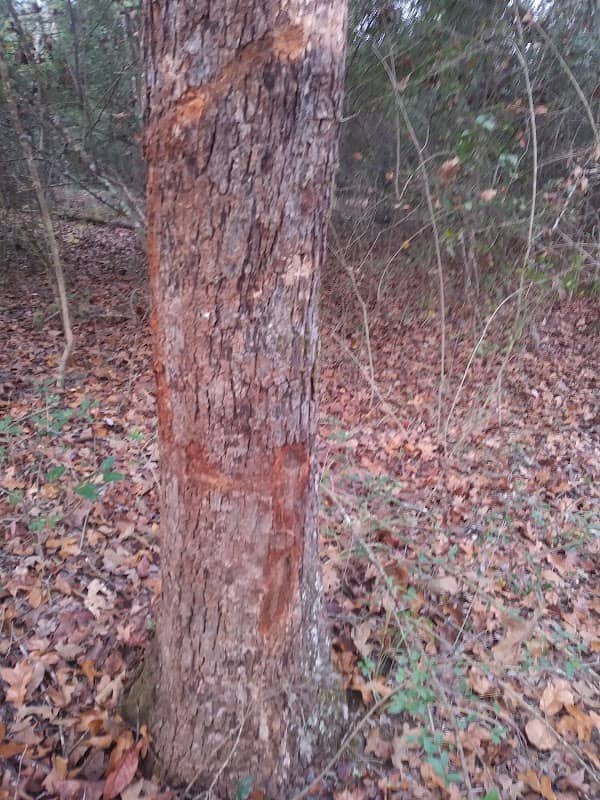 Keechi Creek Wildlife Management Area - Image 2