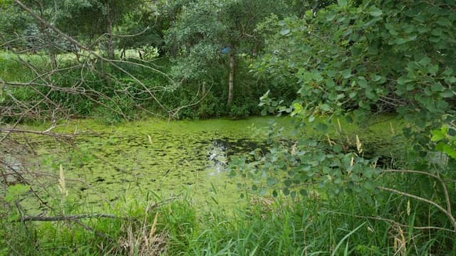 Marshall Manor Park - Image 1