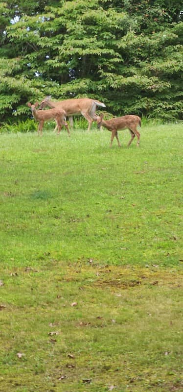Cabin Flats Trail - Image 1