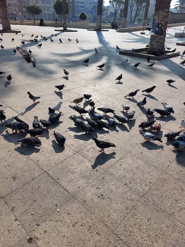 ساحه الحمام بور سعيد - Image 1