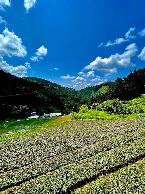 檜曽礼の棚田 - Image 1