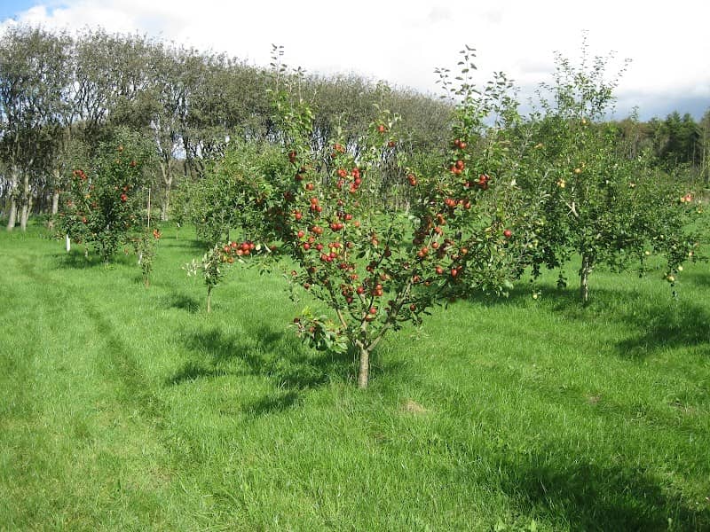 Pometet - Rødding apple town - Image 2