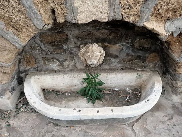 Fontana di Pio IX - Image 2