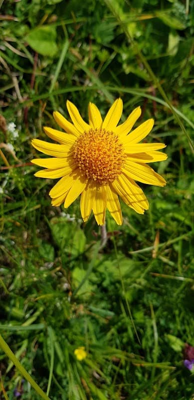 Sinsgäuer Jochli - Image 1
