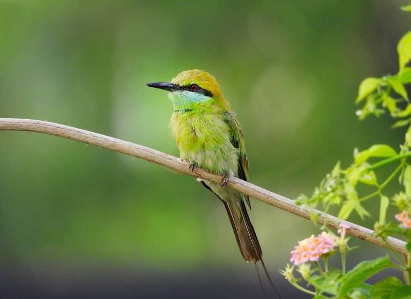 Birding spot for water birds - Image 3