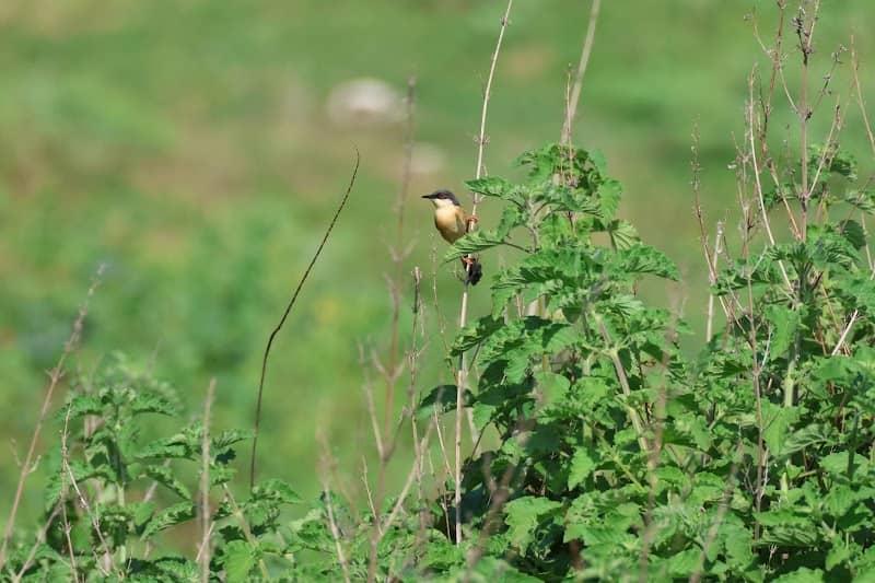 Birding spot for water birds - Image 2