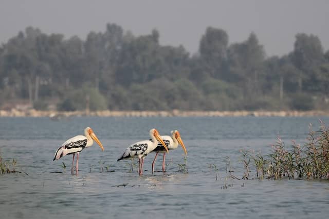 Birding spot for water birds - Image 1