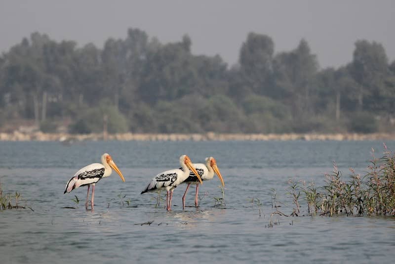 Birding spot for water birds - Image 1