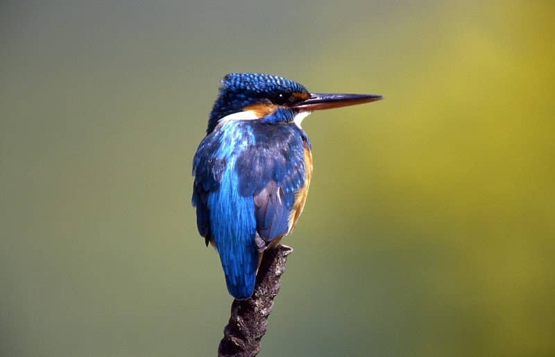 Scottish Wildlife Trust, Montrose Basin Visitor Centre and Wildlife Reserve - Image 1