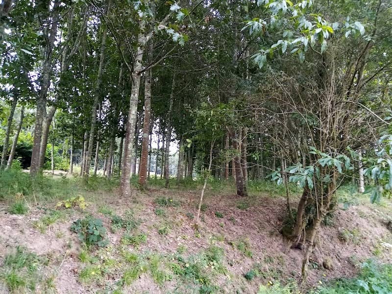 Ribeira do Covelo - Image 2