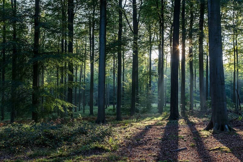 Wocky Woods - Image 1