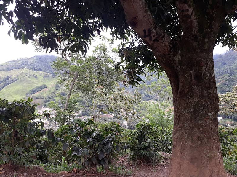 El Mango - Image 2
