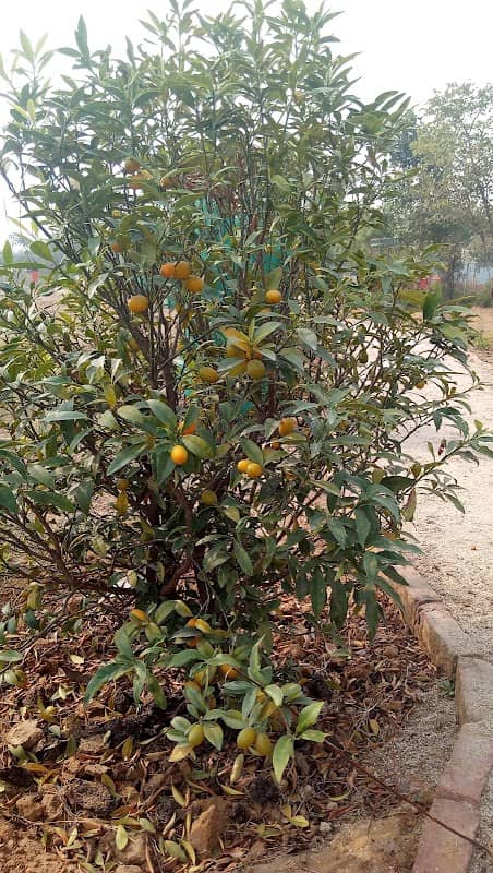 SNU, Biodiversity Park - Image 1