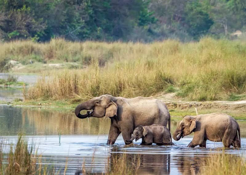 Chitwan National Park - Image 1