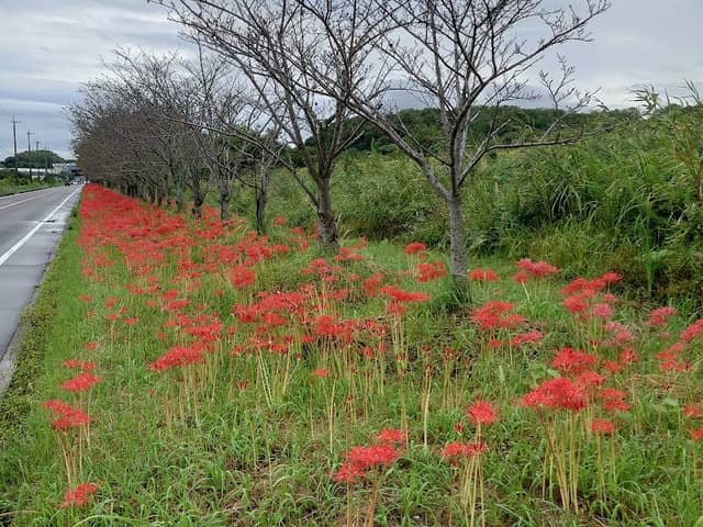 前山地区桜並木・彼岸花 - Image 1