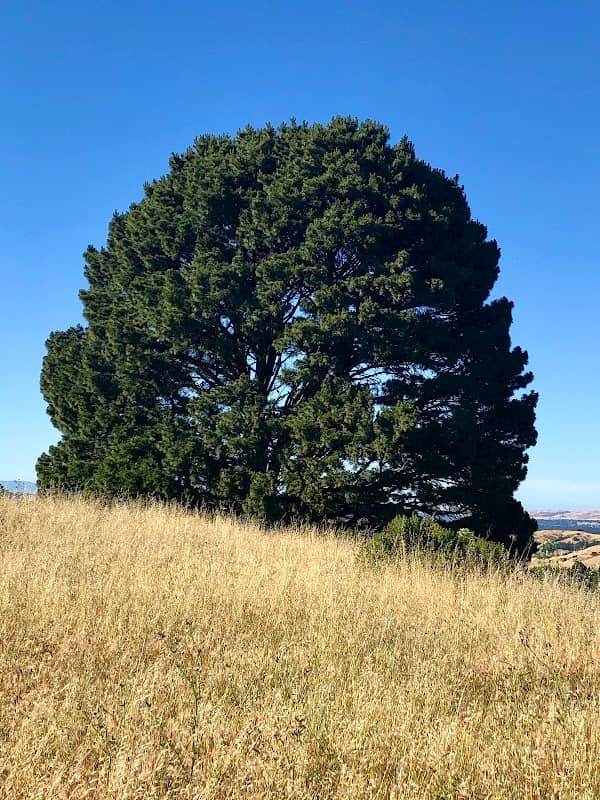 Tree Of Life - Image 2
