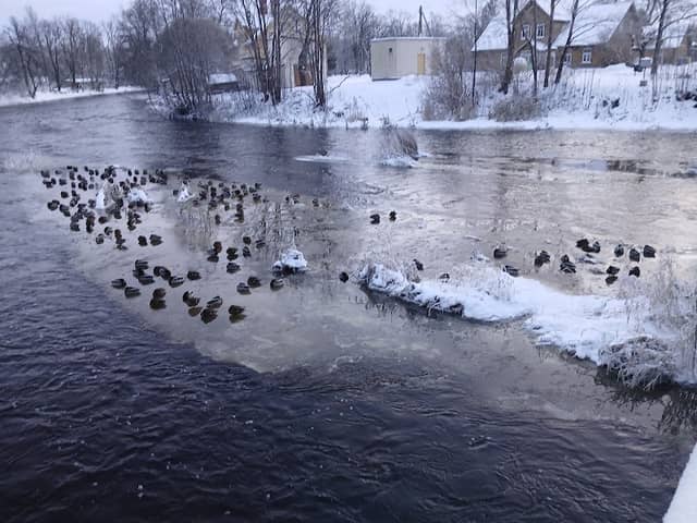 Kördiööbiku park - Image 1