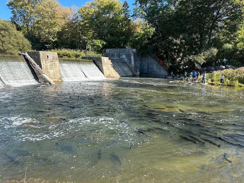 Port Hope Salmon Return Watch - Image 1