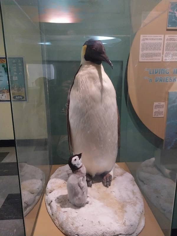 Port Elizabeth Museum - Image 2