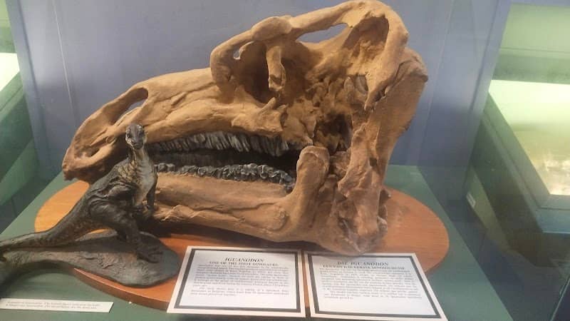 Port Elizabeth Museum - Image 1